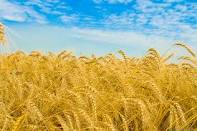 به کشت گندم جو و ذرت یارانه نقدی پرداخت می شود